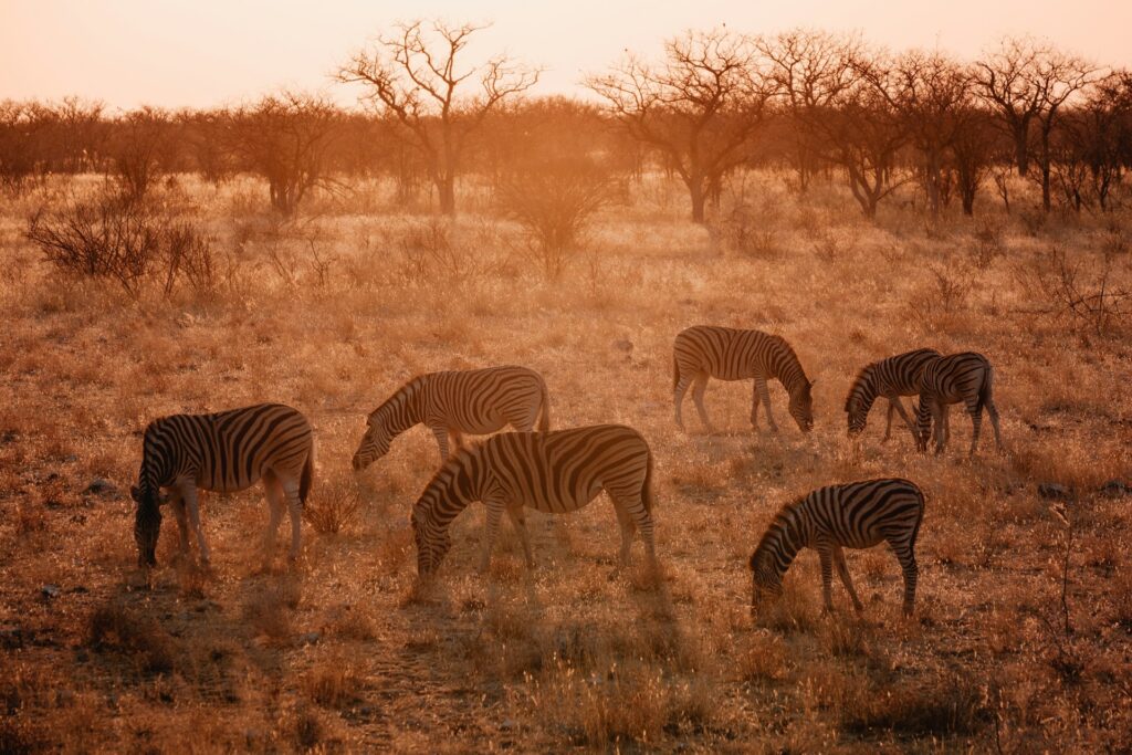 Etosha National Park Tours
