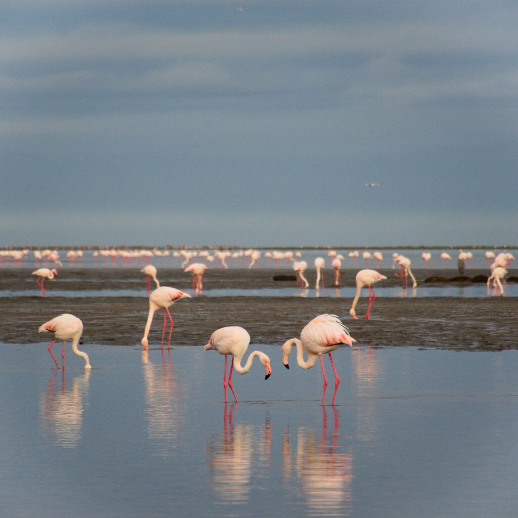Walvis Bay Flamingos on an Namibia Tour