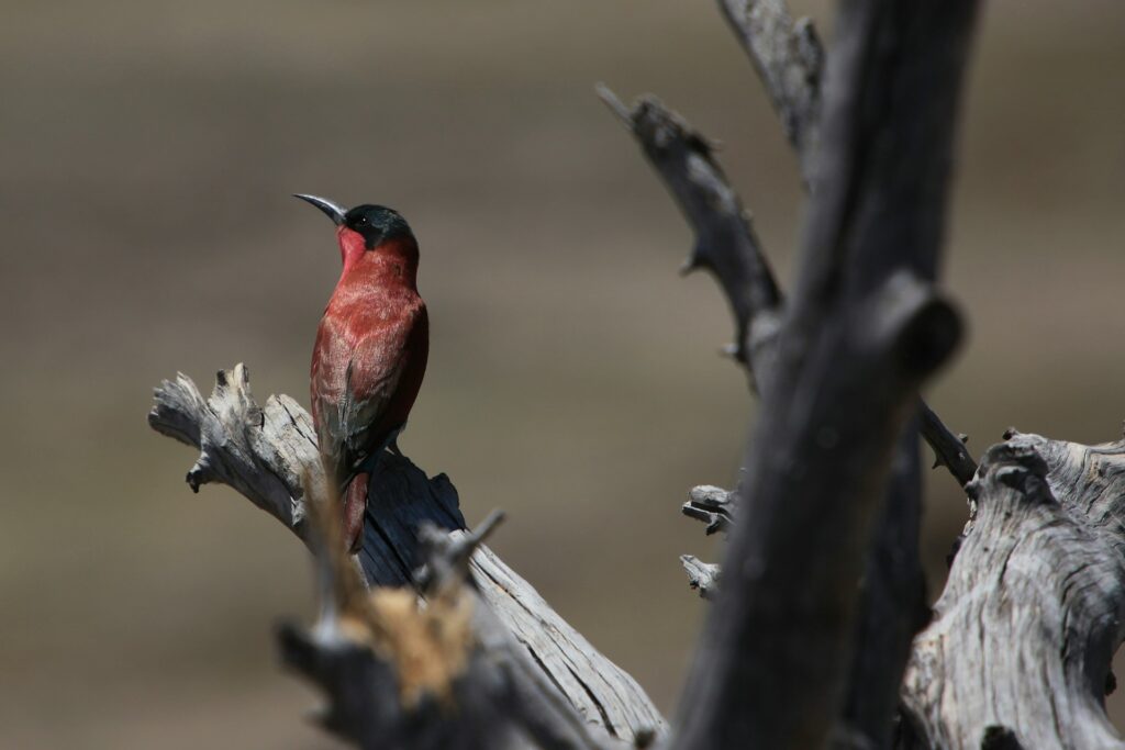 Bee Eater in Chobe National Park