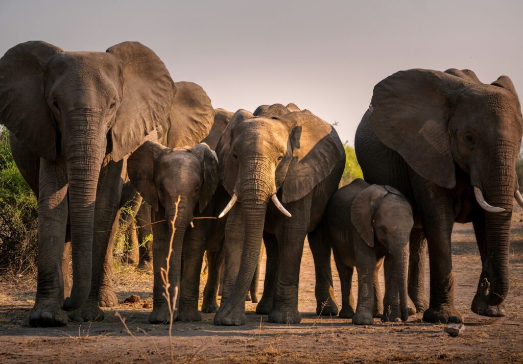 Elephant in Chobe