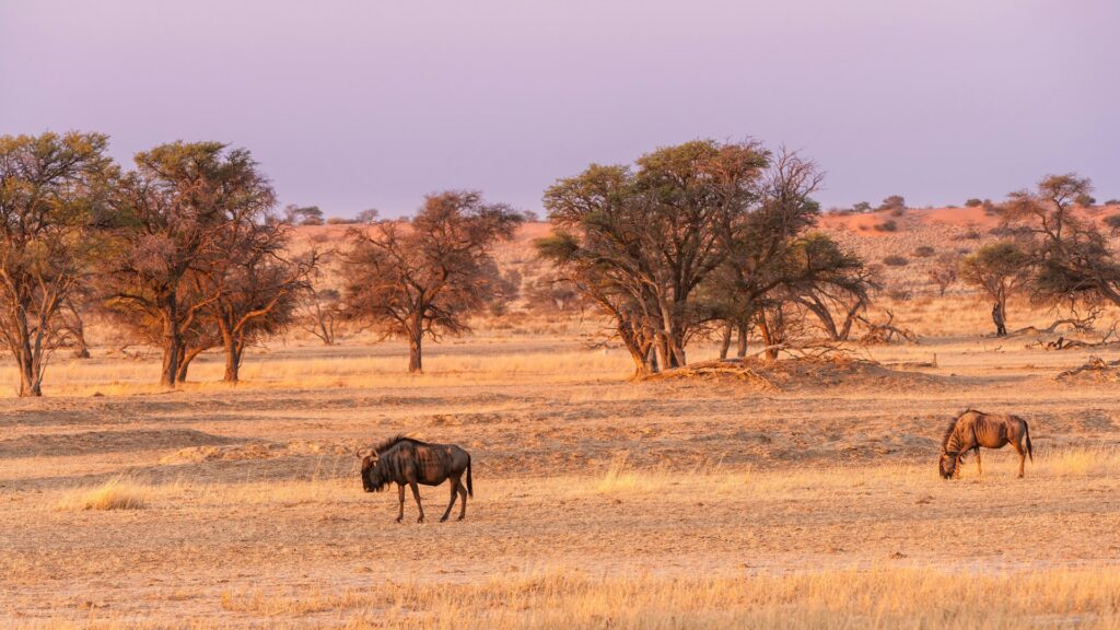 Wildebeest in the Kalahari Desert