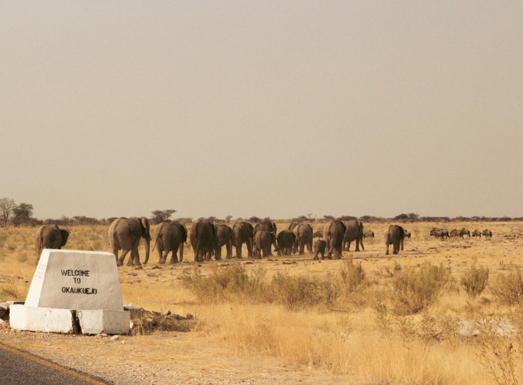 Desert Elephant in Etosha National Park