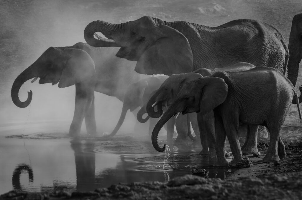 Desert Elephant in Namibia Drinking Water