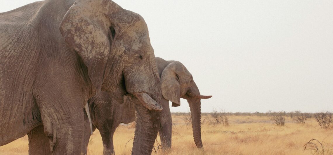 Desert Elephants in Namibia