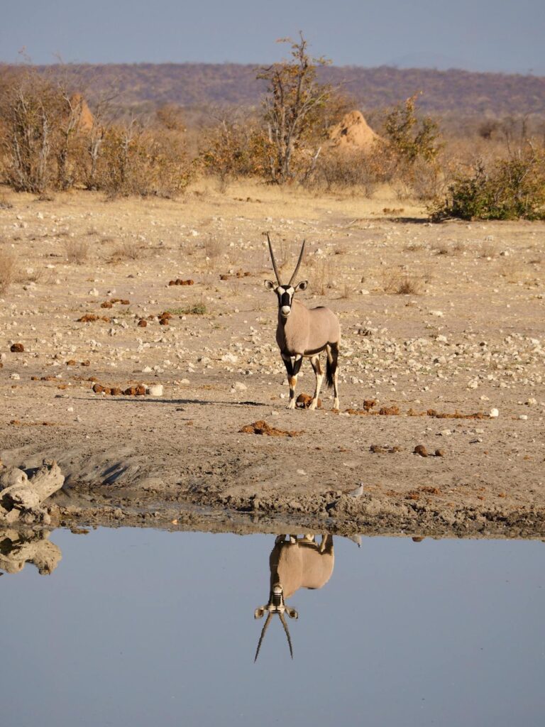 Gemsbok in Etosha