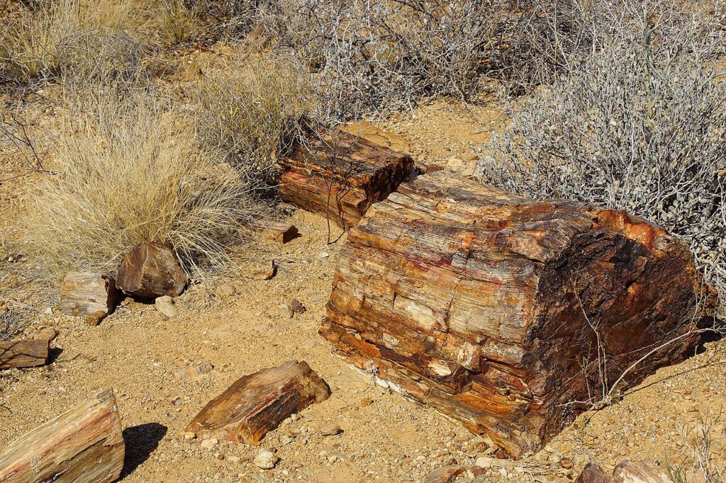 Petrified Trees in Namibia