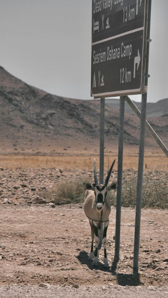Wildlife in Sesriem