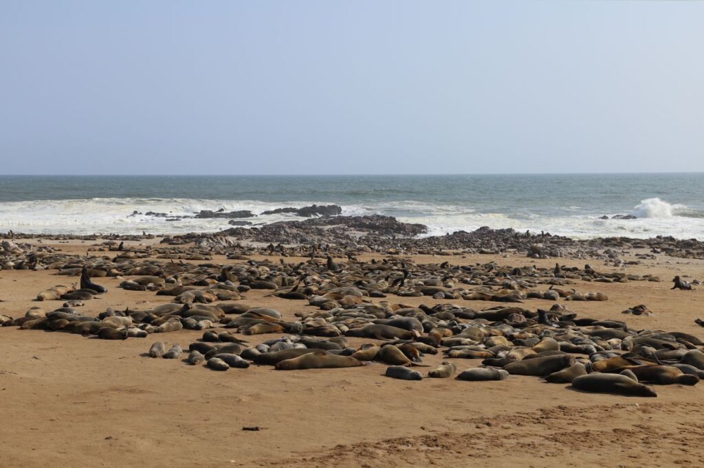 A Colony of Cape Fur Seals in Namibia