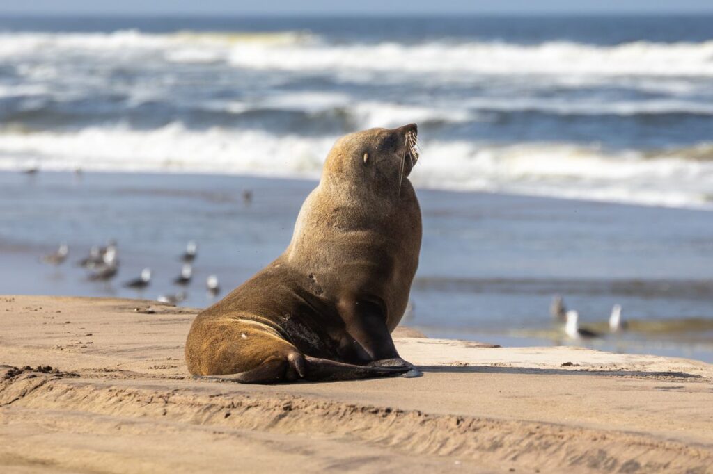 A Lone Cape Fur Seal