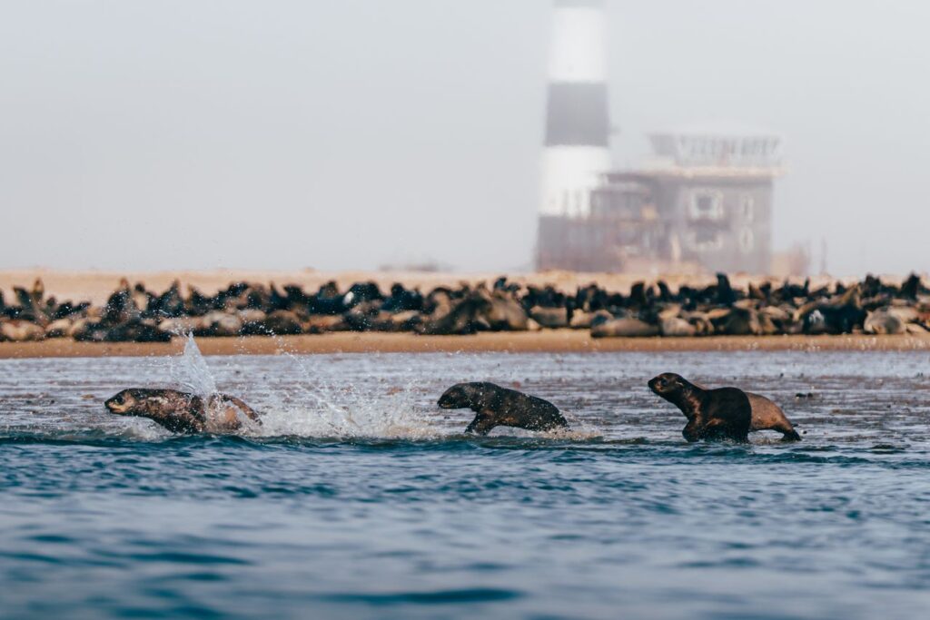 Cape Fur Seals Running on the Beach