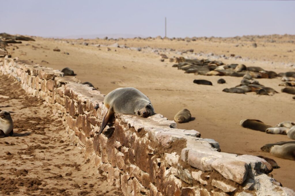 Cape Fur Seals at Cape Cross
