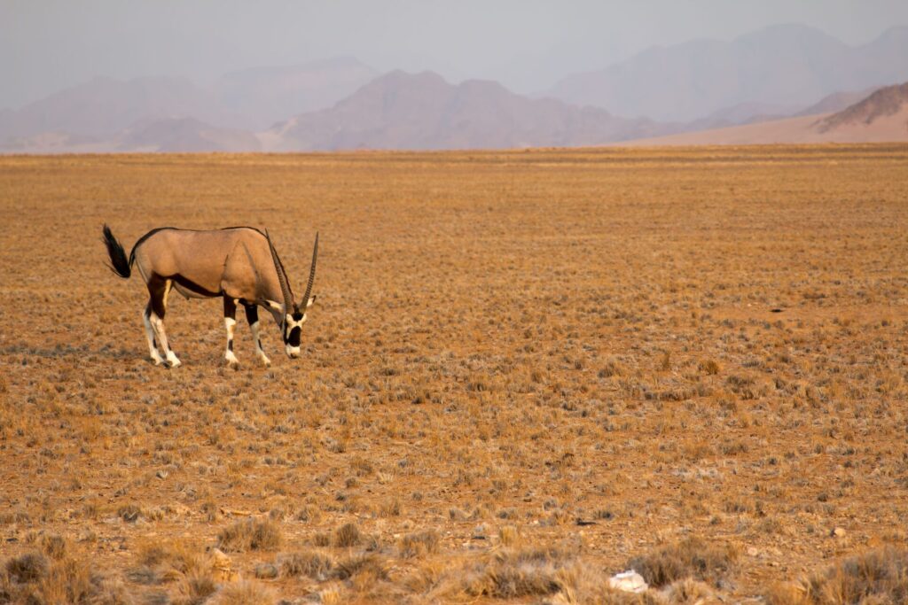 Oryx in Namib-Naukluft National Park