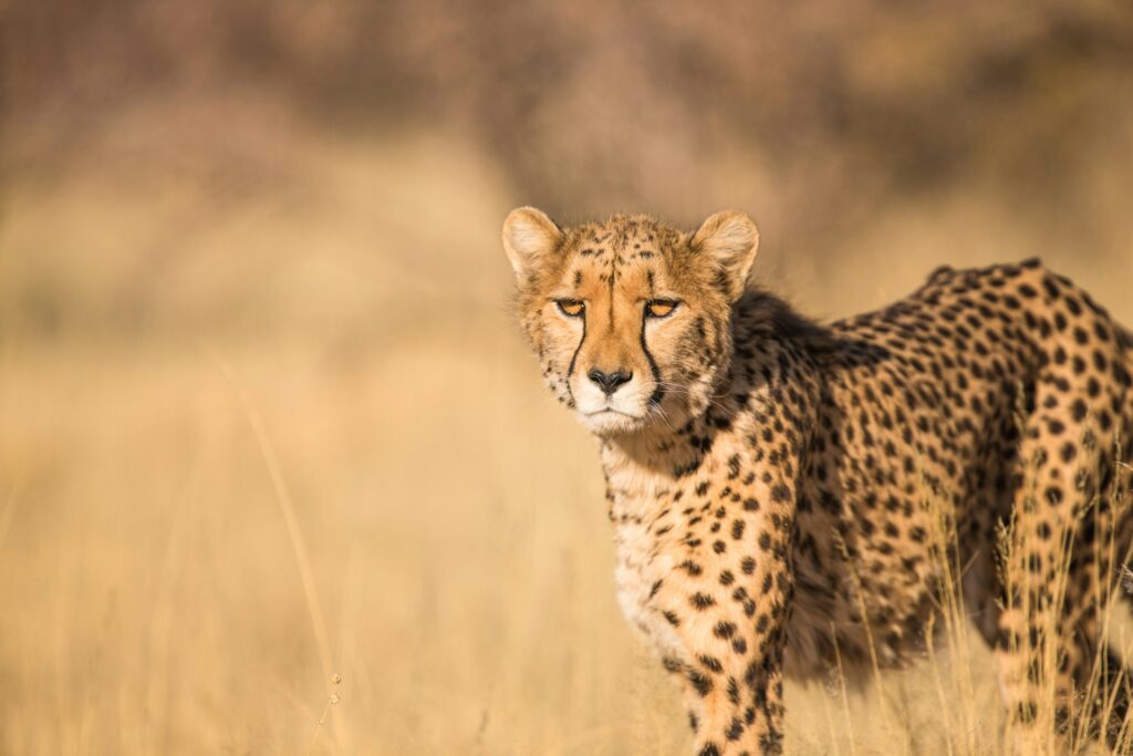 Cheetah in Okonjima Nature Reserve