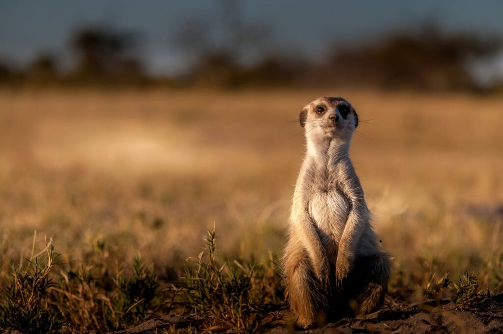 Meerkat in the Kalahari