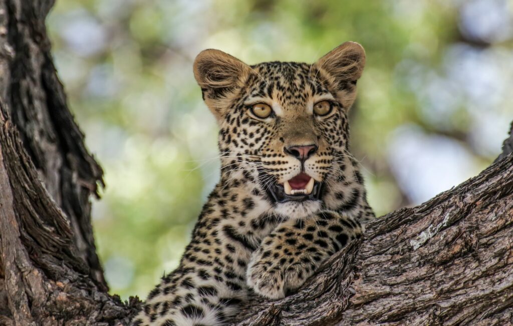 Okonjima Nature Reserve