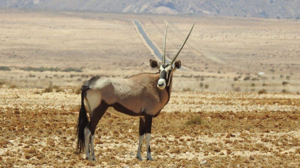 Oryx in the Karas Region of Namibia