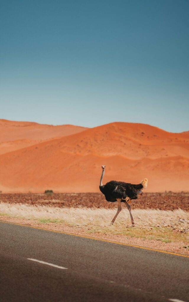 Selbstfahren in Namibia