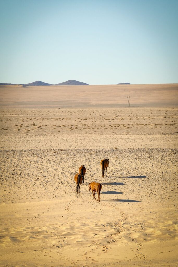 Wild Horses Near Aus