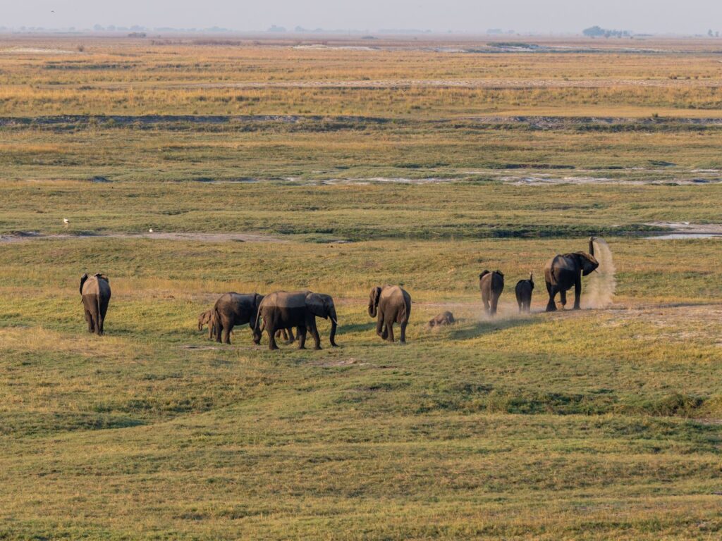 Elephants