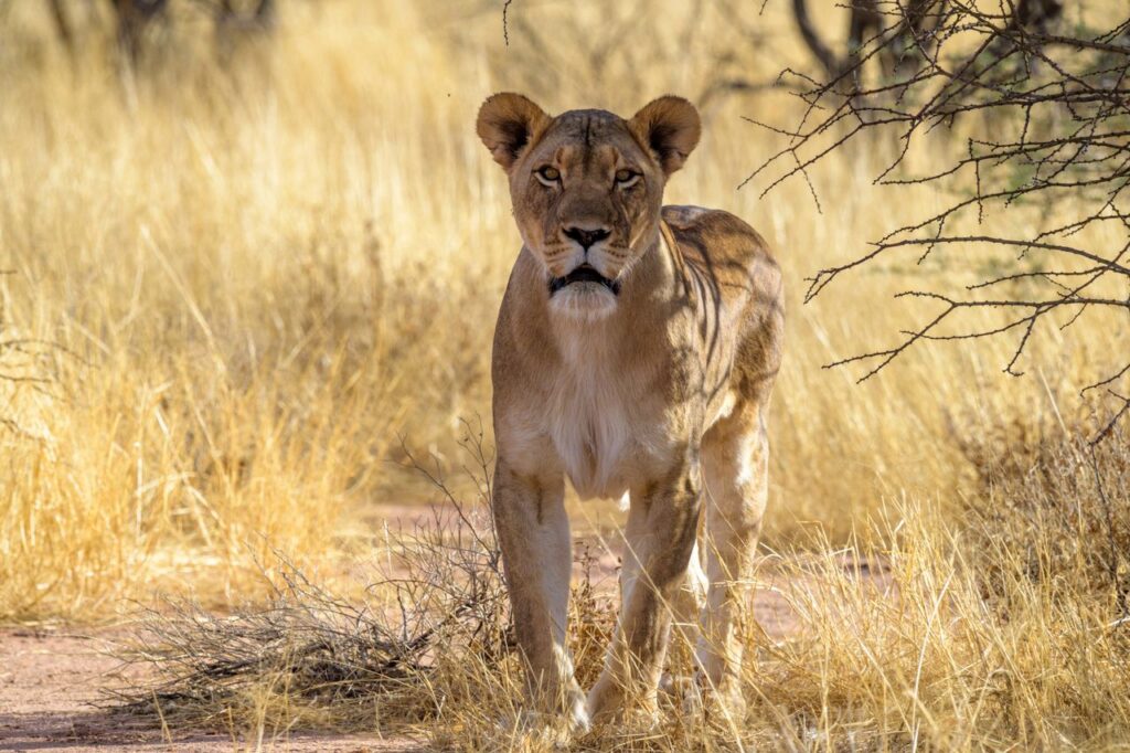 Lion in Mahangu National Park