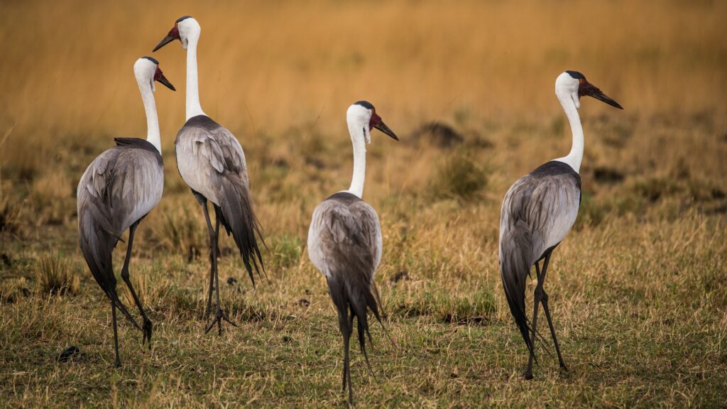 Wattled Crane