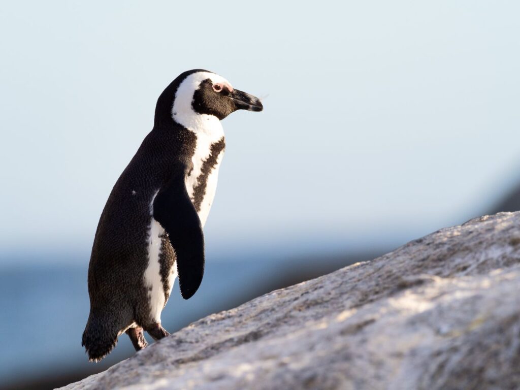 African Penguin