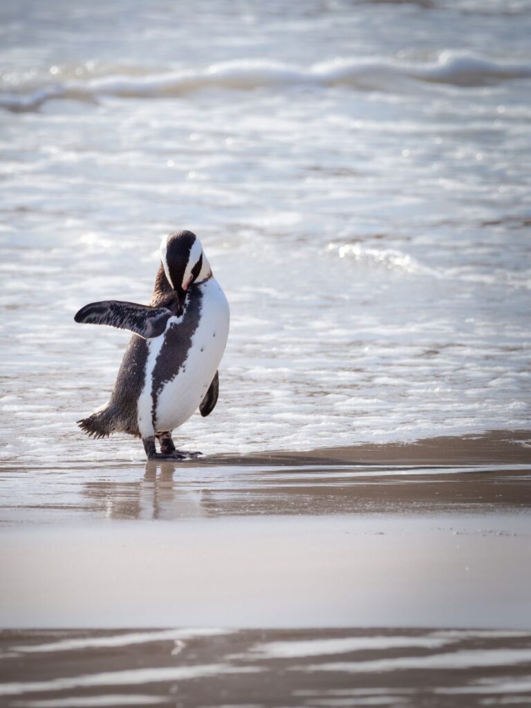 African Penguin on a Beach