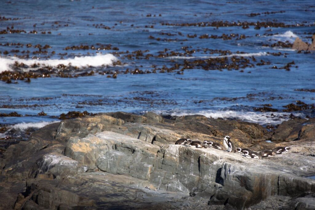 African Penguins in Cape Town
