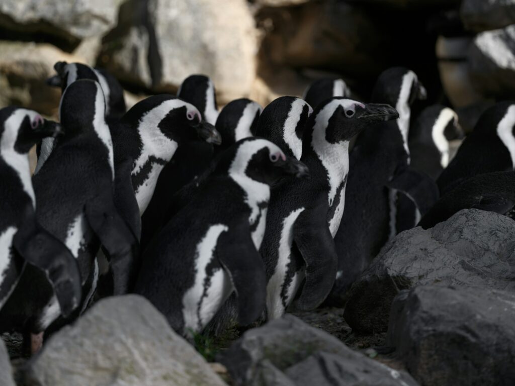 Colony of African Penguins