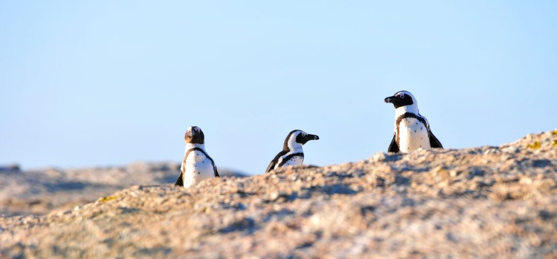 Penguins in Namibia