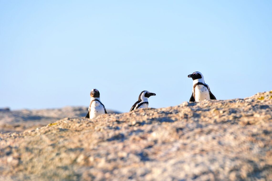 Penguins in Namibia